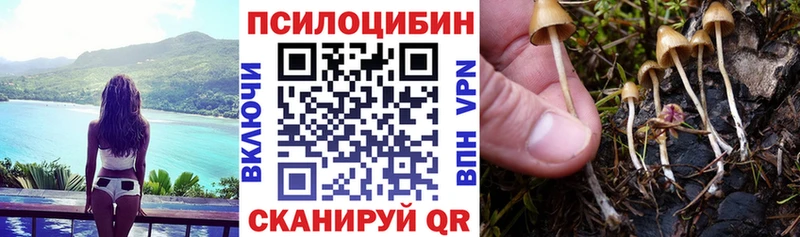 где можно купить   Кемерово  Псилоцибиновые грибы MAGIC MUSHROOMS 